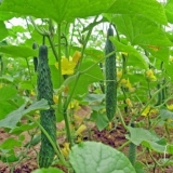 Kineski krastavac otporan na hladnoću f1: kako saditi i kako se bri...